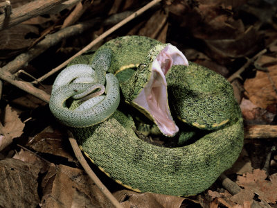 Viper, adder epheh
